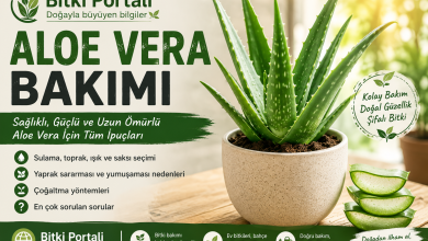 Aloe Vera Bakimi