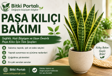 Paşa Kılıcı Bakımı Paşa Kılıcı Bakımı