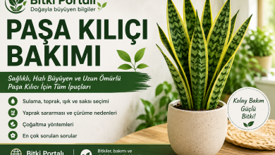Paşa Kılıcı Bakımı