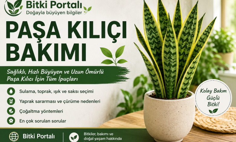 Paşa Kılıcı Bakımı Paşa Kılıcı Bakımı