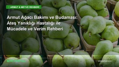 Armut Ağacı Bakımı ve Budaması: Ateş Yanıklığı Hastalığı ile Mücadele ve Verim Rehberi armut agaci bakimi rehberi
