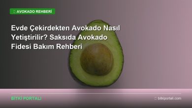 avokado rehberi