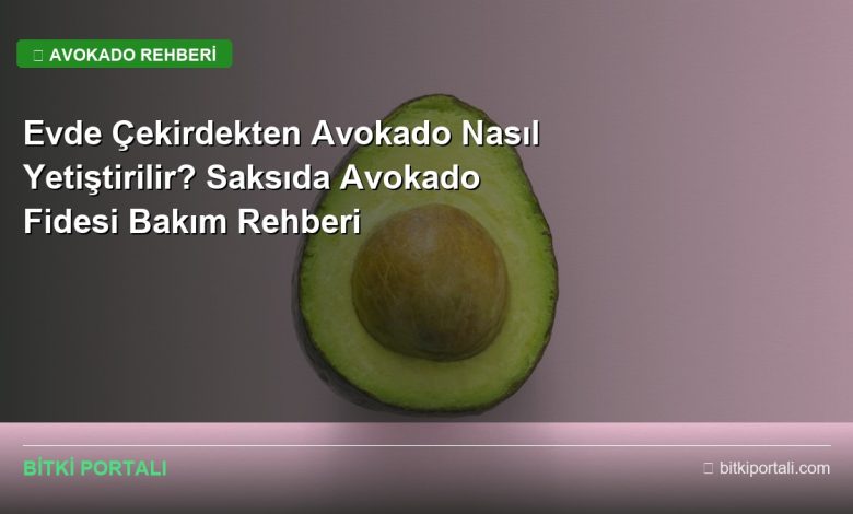 Evde Çekirdekten Avokado Nasıl Yetiştirilir? Saksıda Avokado Fidesi Bakım Rehberi avokado rehberi