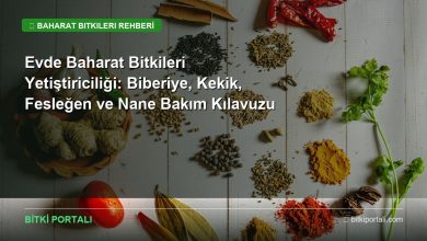 baharat bitkileri yetistiriciligi