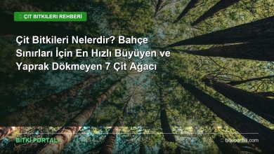 bahce cit bitkileri rehberi
