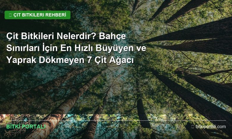 Çit Bitkileri Nelerdir? Bahçe Sınırları İçin En Hızlı Büyüyen ve Yaprak Dökmeyen 7 Çit Ağacı bahce cit bitkileri rehberi