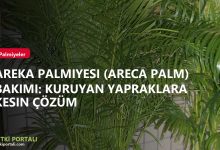 Areka Palmiyesi (Areca Palm) Bakımı: Kuruyan Yapraklara Kesin Çözüm branded areka