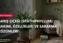 Barış Çiçeği (Spathiphyllum) Bakımı, Özellikleri ve Sararma Çözümleri branded baris cicegi