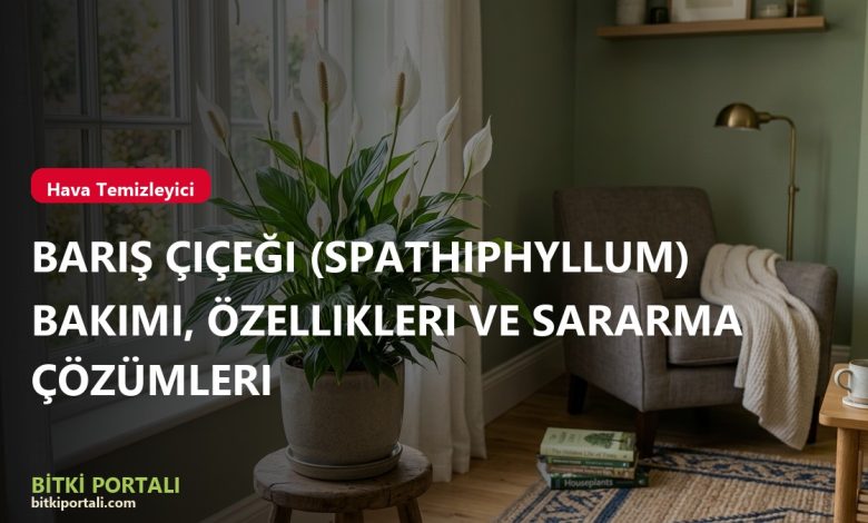 branded baris cicegi