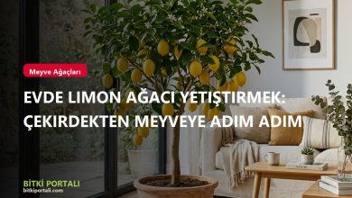 Evde Limon Ağacı Yetiştirmek: Çekirdekten Meyveye Adım Adım branded batch6 limon