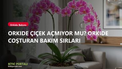 Orkide Çiçek Açmıyor Mu? Orkide Coşturan Bakım Sırları branded batch6 orkide