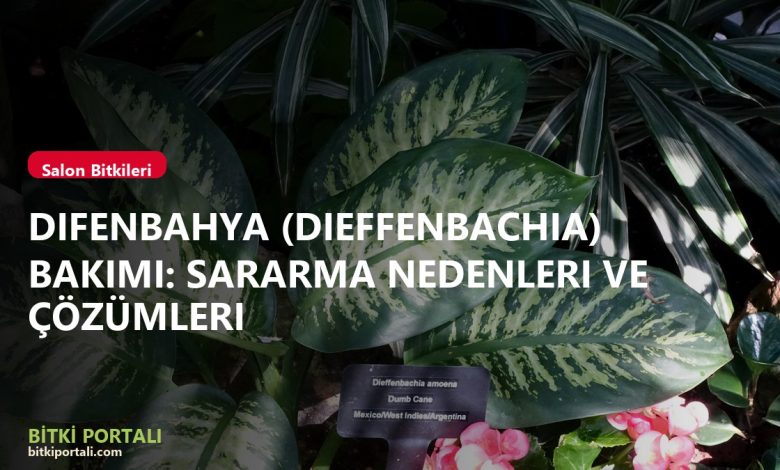 branded difenbahya new