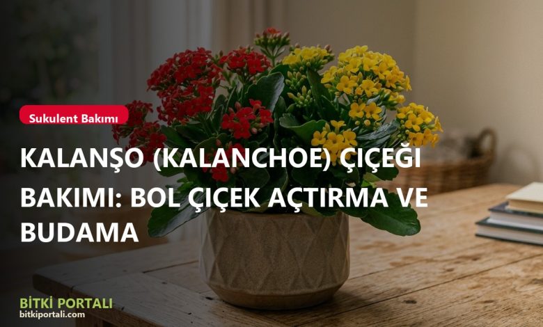Kalanşo (Kalanchoe) Çiçeği Bakımı: Bol Çiçek Açtırma ve Budama branded kalanso
