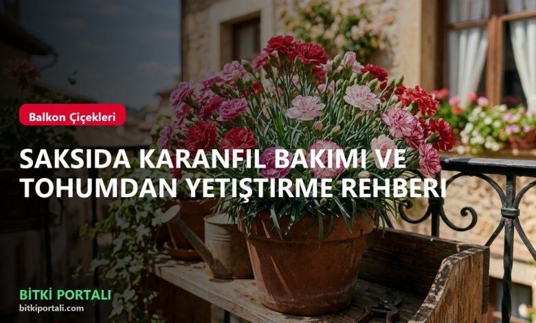 Saksıda Karanfil Bakımı ve Tohumdan Yetiştirme Rehberi branded karanfil
