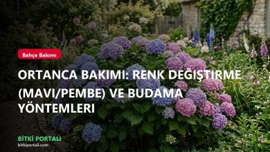 Ortanca Bakımı: Renk Değiştirme (Mavi/Pembe) ve Budama Yöntemleri branded ortanca