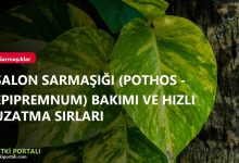 Salon Sarmaşığı (Pothos - Epipremnum) Bakımı ve Hızlı Uzatma Sırları branded pothos