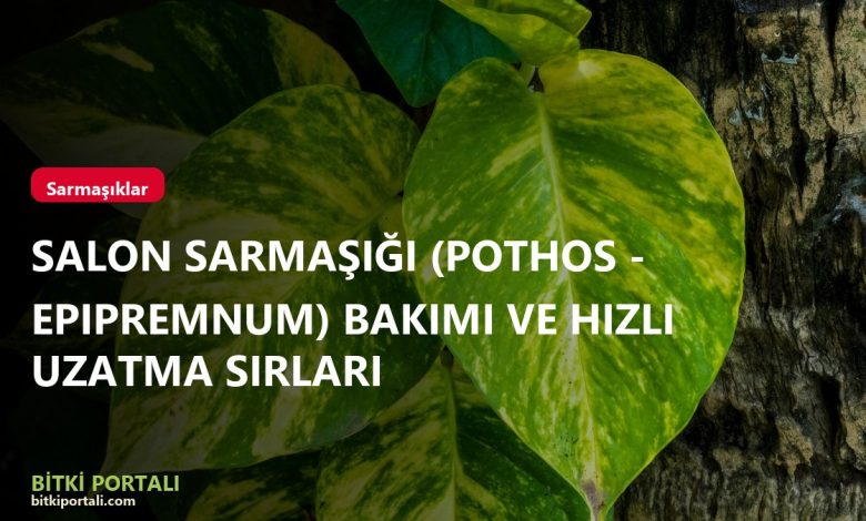 Salon Sarmaşığı (Pothos - Epipremnum) Bakımı ve Hızlı Uzatma Sırları branded pothos