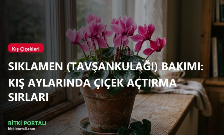 branded siklamen