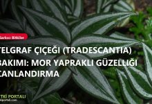 Telgraf Çiçeği (Tradescantia) Bakımı: Mor Yapraklı Güzelliği Canlandırma branded telgraf