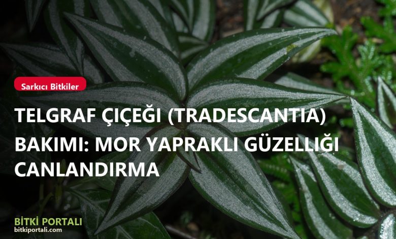 branded telgraf