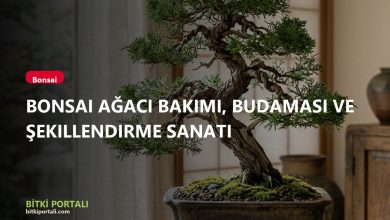 Bonsai Ağacı Bakımı, Budaması ve Şekillendirme Sanatı branded v4 bonsai