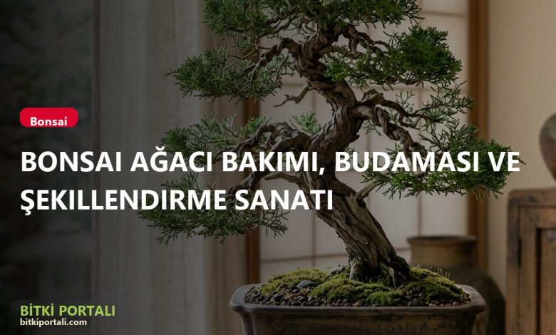 branded v4 bonsai