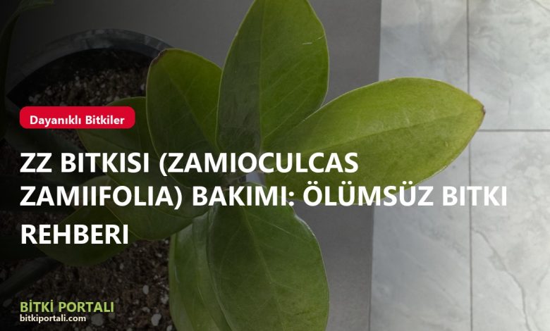 branded zamioculcas
