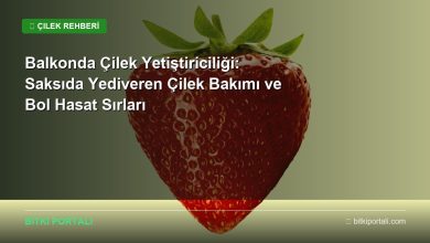 Balkonda Çilek Yetiştiriciliği: Saksıda Yediveren Çilek Bakımı ve Bol Hasat Sırları cilek gercek kapak