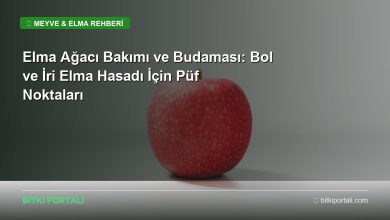 elma agaci bakimi rehberi