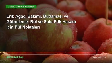erik agaci bakimi rehberi