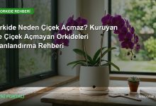 Orkide Neden Çiçek Açmaz? Kuruyan ve Çiçek Açmayan Orkideleri Canlandırma Rehberi gercek orkide kapagi son