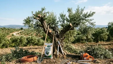 Evde ve Bahçede Zeytin Ağacı Bakımı: Budama Zamanı, Sulama ve Meyve Tutumu Rehberi image 1080