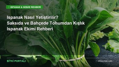 ispanak nasil yetistirilir rehberi