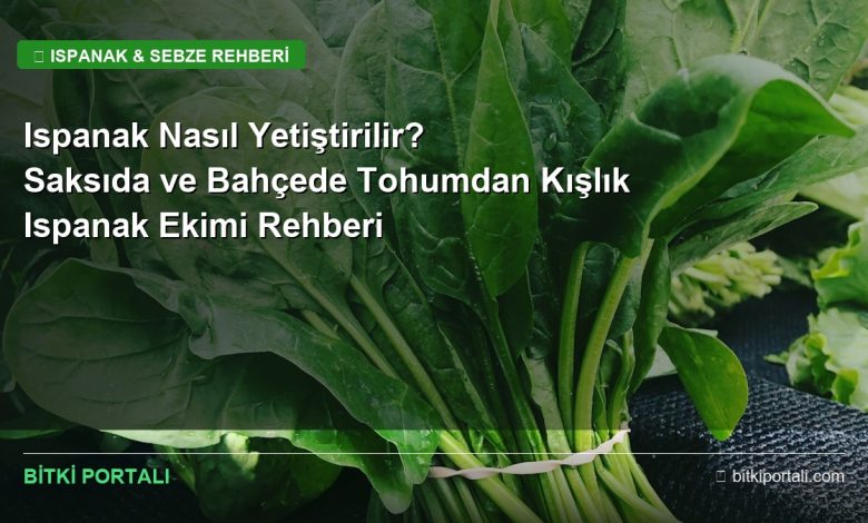 ispanak nasil yetistirilir rehberi