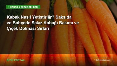 kabak nasil yetistirilir rehberi