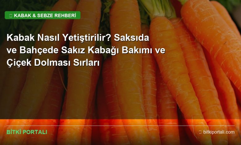 kabak nasil yetistirilir rehberi