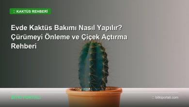 kaktus rehberi