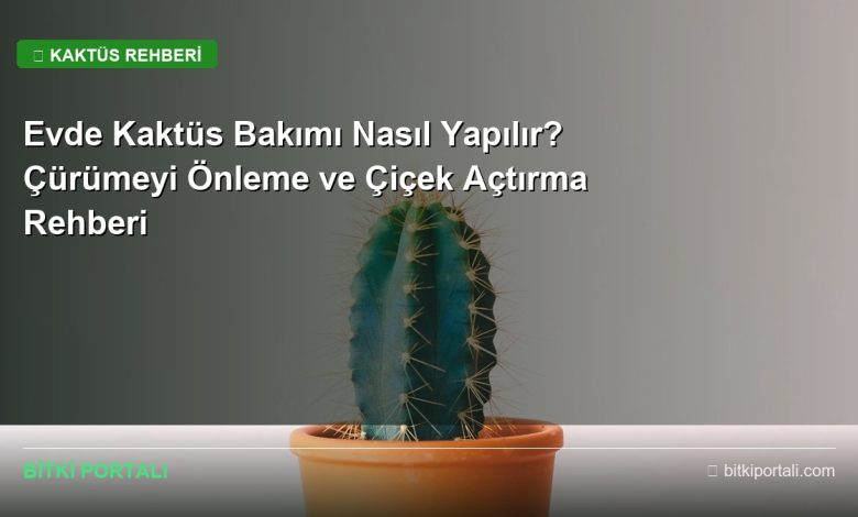 kaktus rehberi