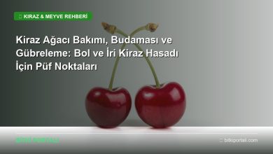 kiraz agaci bakimi rehberi