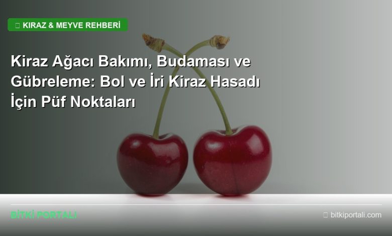 kiraz agaci bakimi rehberi