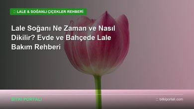 lale bakimi rehberi