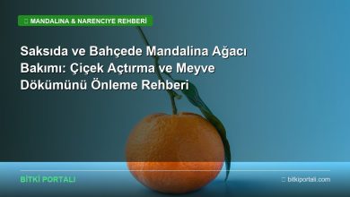 mandalina agaci bakimi rehberi