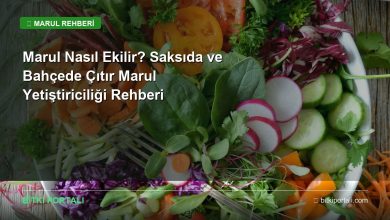 marul nasil ekilir rehberi