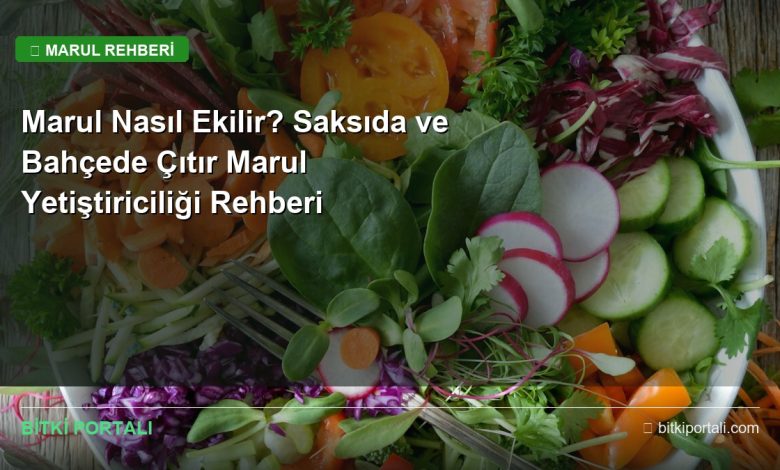marul nasil ekilir rehberi