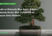 Evde ve Bahçede Muz Ağacı Bakımı: Saksıda Bodur Muz Yetiştirme ve Meyve Alma Rehberi muz agaci bakimi rehberi