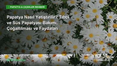 papatya nasil yetistirilir rehberi