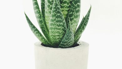para cicegi crassula bakimi