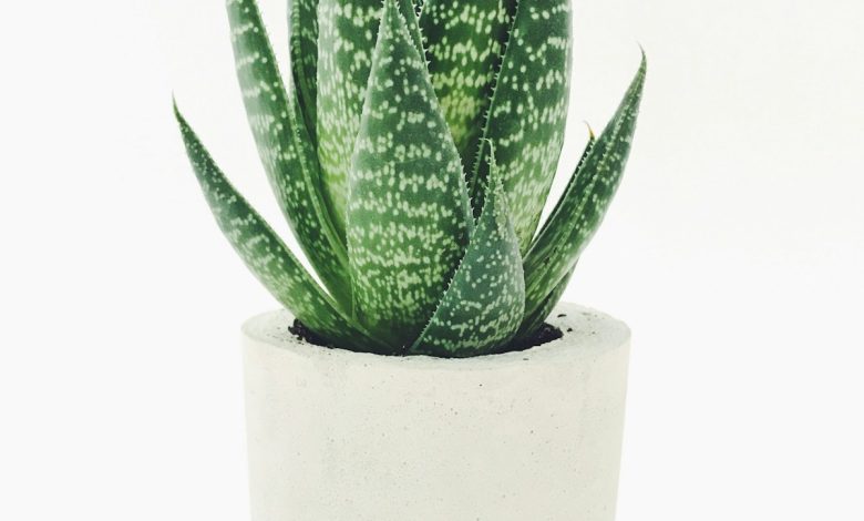Para Çiçeği (Crassula Ovata - Yeşim Bitkisi) Bakımı: Bolluk ve Bereket Bitkisinin Sırları para cicegi crassula bakimi