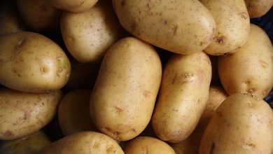 saksida patates yetistiriciligi