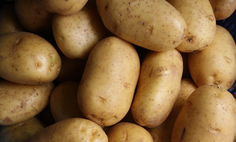 saksida patates yetistiriciligi